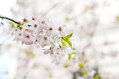 Cherry blossom tree