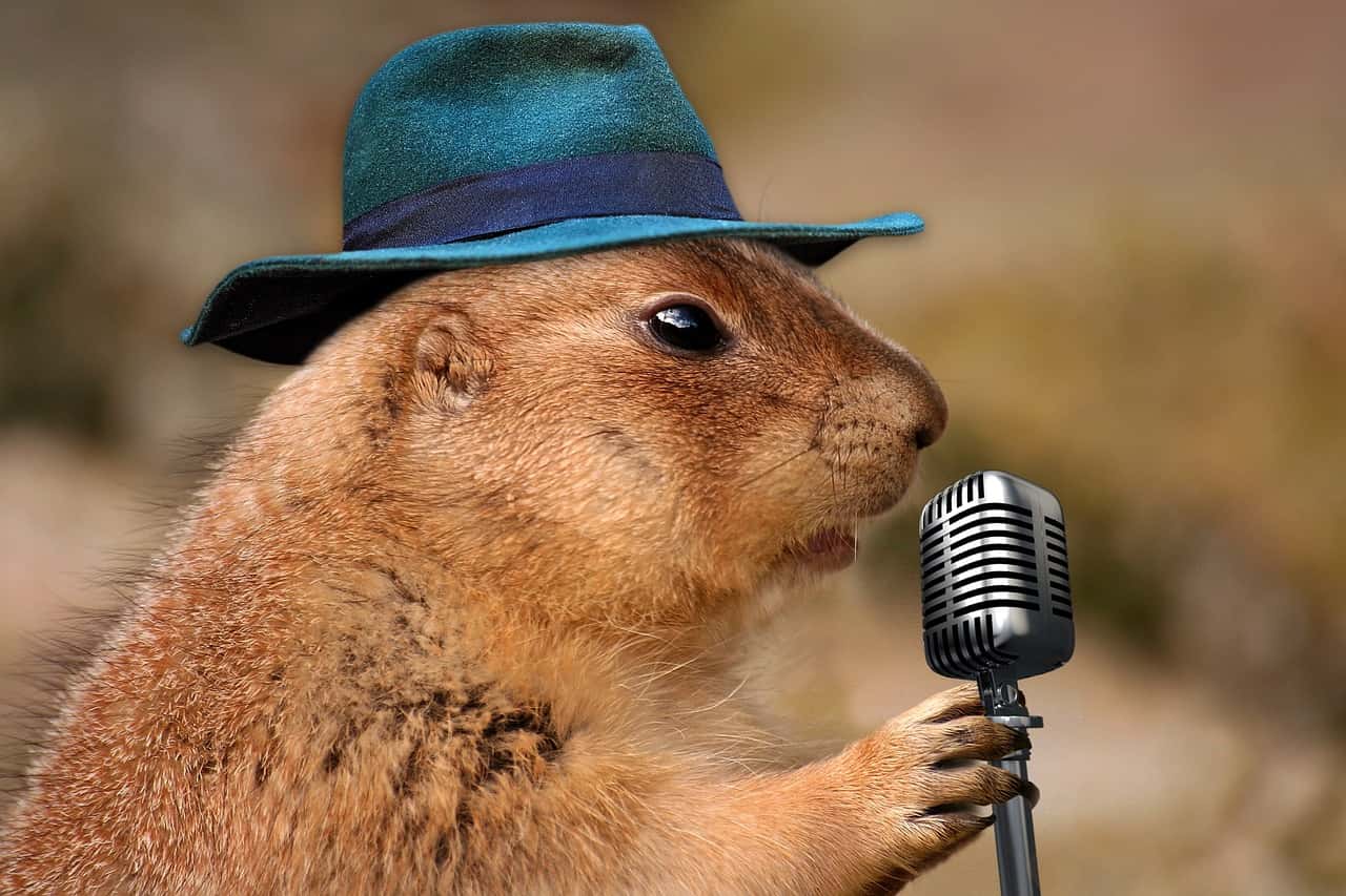 Prairie dog singing