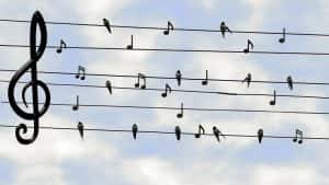 Birds and music