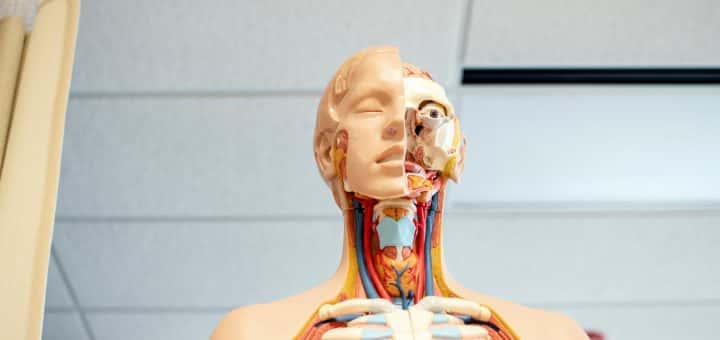 Image of human anatomy head