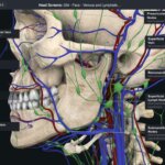 example of complete anatomy image